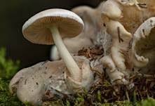 Parasitischer Scheidling, Foto 19