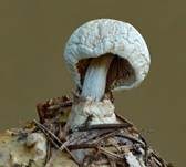 Parasitischer Scheidling, Foto 20