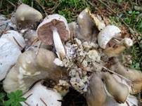 Parasitischer Scheidling, Foto 21