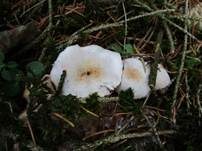 Parasitischer Scheidling, Foto 23