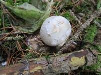 Parasitischer Scheidling, Foto 24