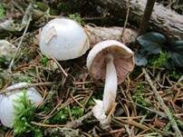 Parasitischer Scheidling, Foto 26
