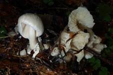 Parasitischer Scheidling, Foto 27