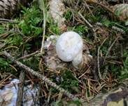 Parasitischer Scheidling, Foto 28