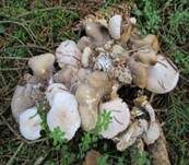 Parasitischer Scheidling, Foto 29