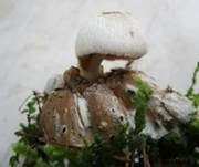 Parasitischer Scheidling, Foto 30