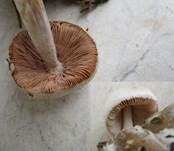 Parasitischer Scheidling, Foto 32