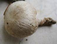 Parasitischer Scheidling, Foto 33