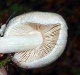 Parasitischer Scheidling, Foto 34