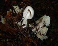 Parasitischer Scheidling, Foto 35