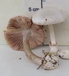 Parasitischer Scheidling, Foto 37