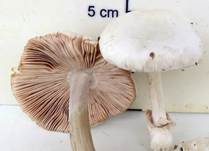Parasitischer Scheidling, Foto 38