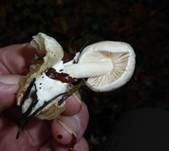 Parasitischer Scheidling, Foto 39