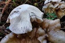 Parasitischer Scheidling, Foto 41