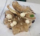 Parasitischer Scheidling, Foto 6