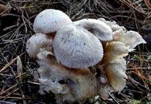 Parasitischer Scheidling, Foto 42