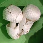 Parasitischer Scheidling, Foto 43
