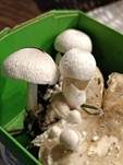 Parasitischer Scheidling, Foto 49