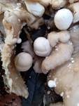 Parasitischer Scheidling, Foto 53
