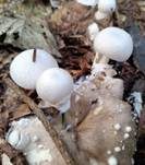 Parasitischer Scheidling, Foto 54