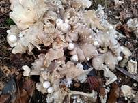 Parasitischer Scheidling, Foto 55