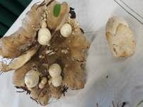 Parasitischer Scheidling, Foto 8