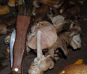 Parasitischer Scheidling, Foto 10