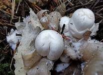 Parasitischer Scheidling, Foto 11
