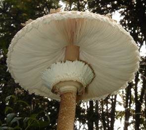 Parasol, Foto 3
