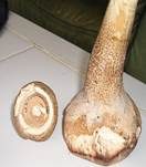 Parasol, Foto 14