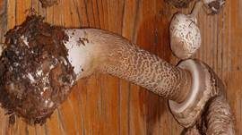 Parasol, Foto 15