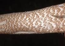 Parasol, Foto 16