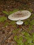 Parasol, Foto 17