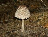 Parasol, Foto 18