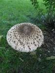 Parasol, Foto 20