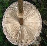 Parasol, Foto 21