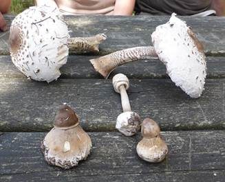 Parasol, Foto 4