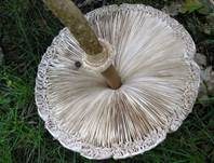 Parasol, Foto 22