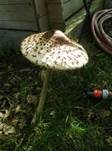 Parasol, Foto 23