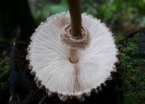 Parasol, Foto 26