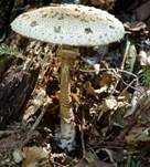 Parasol, Foto 27