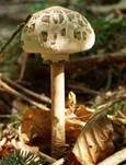 Parasol, Foto 28