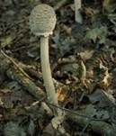 Parasol, Foto 29