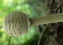 Parasol, Foto 31