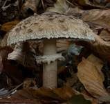 Parasol, Foto 36
