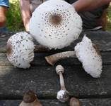 Parasol, Foto 39