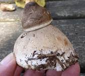 Parasol, Foto 41