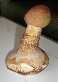 Parasol, Foto 6