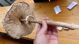 Parasol, Foto 43