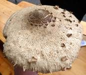 Parasol, Foto 44